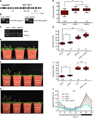 Phosphorylation of Histone H2A at Serine 95 Is Essential for Flowering Time and Development in Arabidopsis